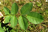 Rosa canina (Dog rose)