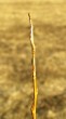 Salix triandra (Three-stick willow) - annual shoot (annual growth)