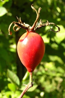 Rosa canina (Dog rose)