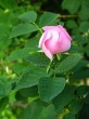 Rosa canina (Dog rose)