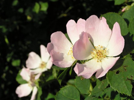 Rosa canina (Dog rose)