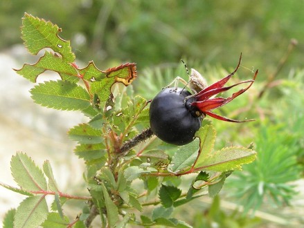 Rosa pimpinellifolia (Pimpinellifolia rose)