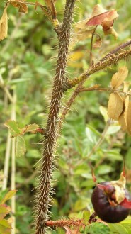 Rosa pimpinellifolia (Pimpinellifolia rose) - branch covered with needle-like thorns