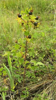 Rosa pimpinellifolia (Pimpinellifolia rose) - forest-steppe, Devínska Kobyla, Slovakia