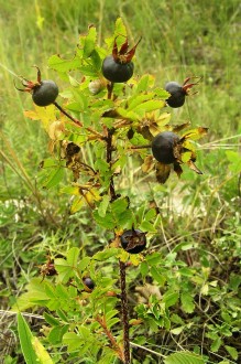Rosa pimpinellifolia (Pimpinellifolia rose)