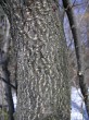 Padus avium - the bark