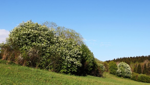 Padus avium - as a landscape element during flowering