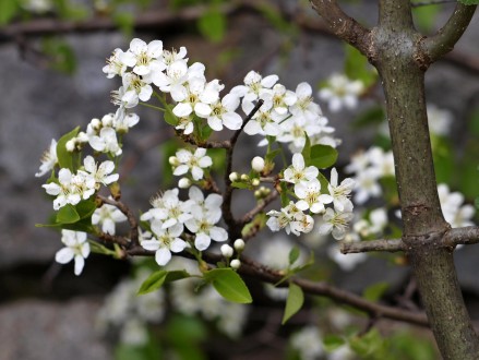 Cerasus mahaleb (Mahaleb cherry)