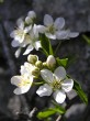 Cerasus mahaleb (Mahaleb cherry)