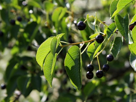 Cerasus mahaleb (Mahaleb cherry)