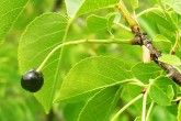 Cerasus mahaleb (Mahaleb cherry)