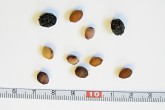 Cerasus mahaleb (Mahaleb cherry) - stones