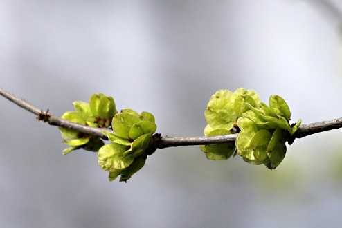 Ulmus minor (Field elm)