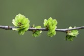 Ulmus minor (Field elm)