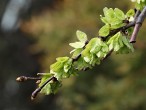 Ulmus glabra (Wych elm)
