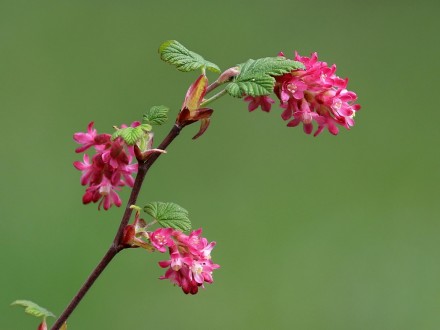 Ribes sanguineum (Redflower currant)