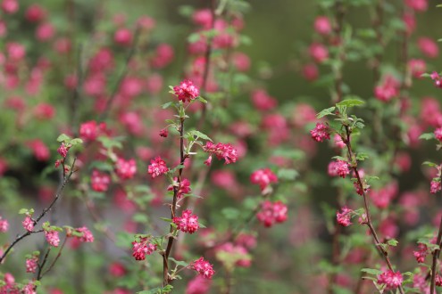 Ribes sanguineum (Redflower currant)