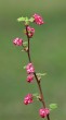 Ribes sanguineum (Redflower currant)