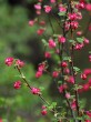 Ribes sanguineum (Redflower currant)