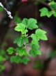 Ribes sanguineum (Redflower currant)