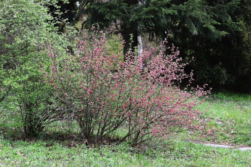 Ribes sanguineum (Redflower currant)