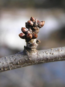Prunus spinosa (Blackthorn, Sloe plum) - flower buds
