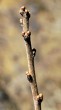 Prunus spinosa (Blackthorn, Sloe plum) - leaf buds