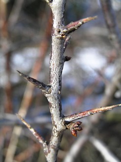 Prunus spinosa (Blackthorn, Sloe plum) - thorns of stem origin