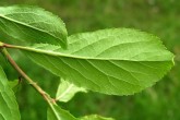 Prunus spinosa (Blackthorn, Sloe plum) - underside