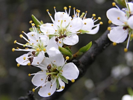 Prunus spinosa (Blackthorn, Sloe plum)