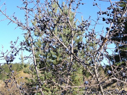 Prunus spinosa (Blackthorn, Sloe plum) - fruits (sloes) persist on the branches until late autumn