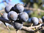 Prunus spinosa (Blackthorn, Sloe plum)
