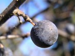 Prunus spinosa (Blackthorn, Sloe plum)