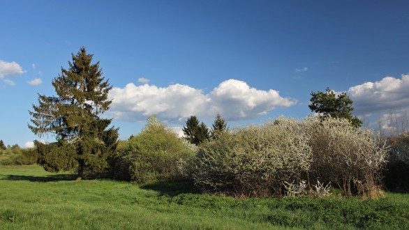 Prunus spinosa (Blackthorn, Sloe plum) - as a landscape element