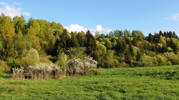 Prunus spinosa (Blackthorn, Sloe plum) - Liptov Basin (approx. 700 m a.s.l.), Slovakia