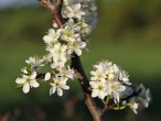 Prunus spinosa (Blackthorn, Sloe plum)