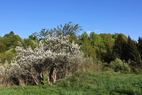Prunus spinosa (Blackthorn, Sloe plum)
