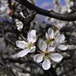 Prunus spinosa (Blackthorn, Sloe plum)
