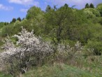 Prunus spinosa (Blackthorn, Sloe plum)