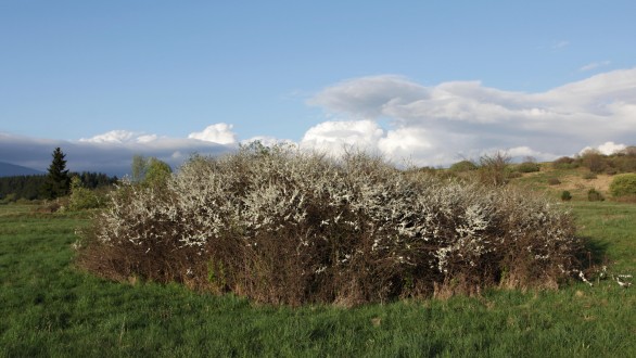 Prunus spinosa (Blackthorn, Sloe plum)