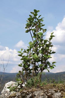 Cotoneaster melanocarpus (Black-fruited cotoneaster) - castle rock of Muráň Castle, Slovakia