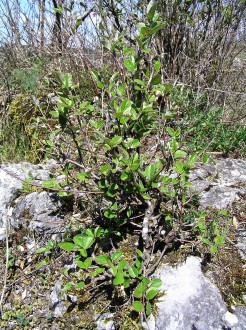 Cotoneaster melanocarpus (Black-fruited cotoneaster) - as a rockery