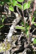 Cotoneaster melanocarpus (Black-fruited cotoneaster) - bark