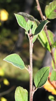 Cotoneaster melanocarpus (Black-fruited cotoneaster)
