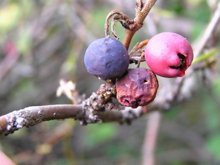 Cotoneaster melanocarpus (Black-fruited cotoneaster)