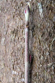Cotoneaster tomentosus