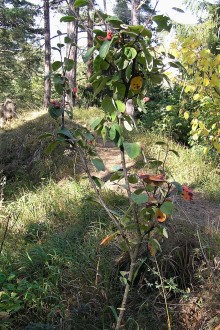 Cotoneaster tomentosus - Hradská hora, Liptovský Hrádok (approx. 700 m a.s.l.), Slovakia