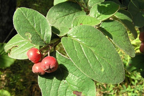 Cotoneaster tomentosus