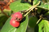 Cotoneaster tomentosus