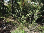 Ribes uva-cripsa (Gooseberry)